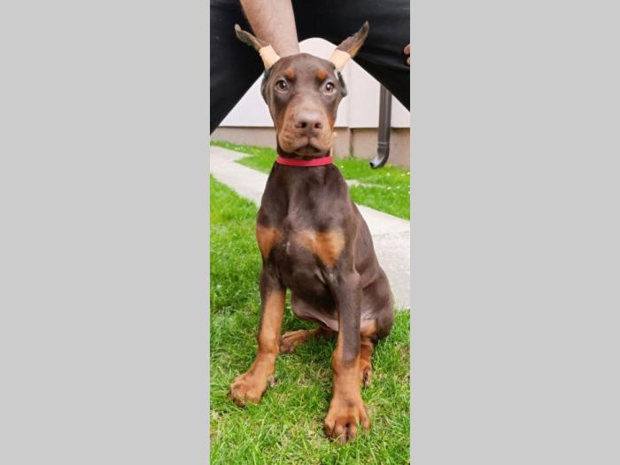 štenci dobermana besplatni mali oglasi