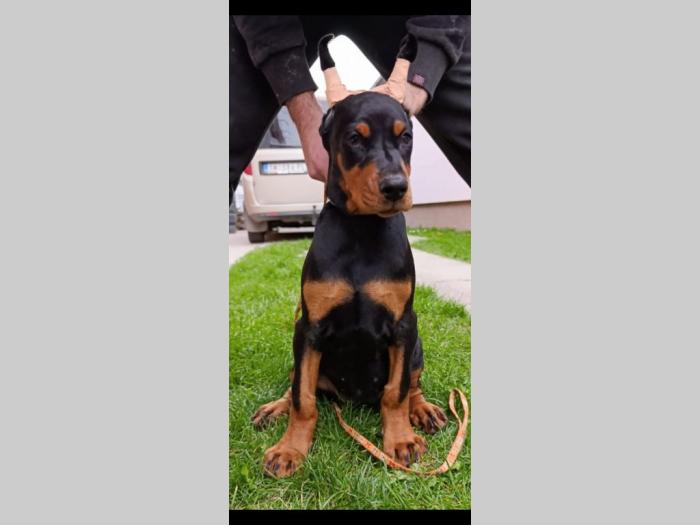 štenci dobermana besplatni mali oglasi