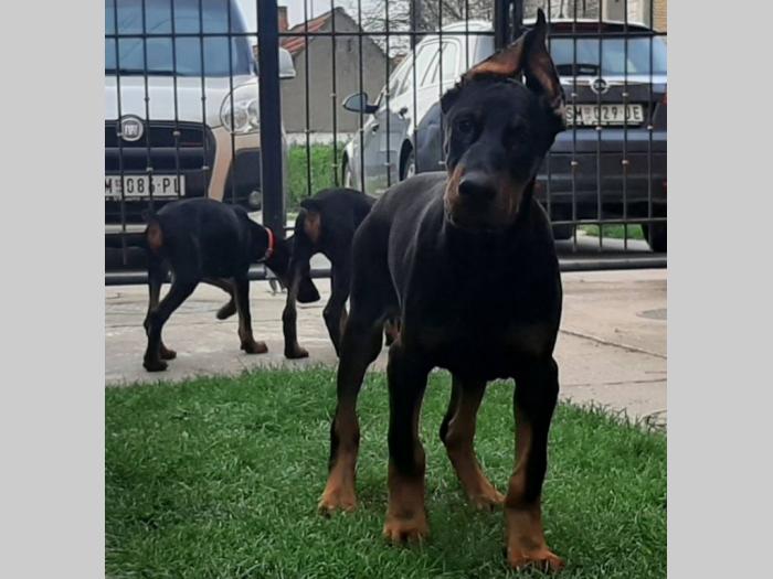 štenci dobermana besplatni mali oglasi