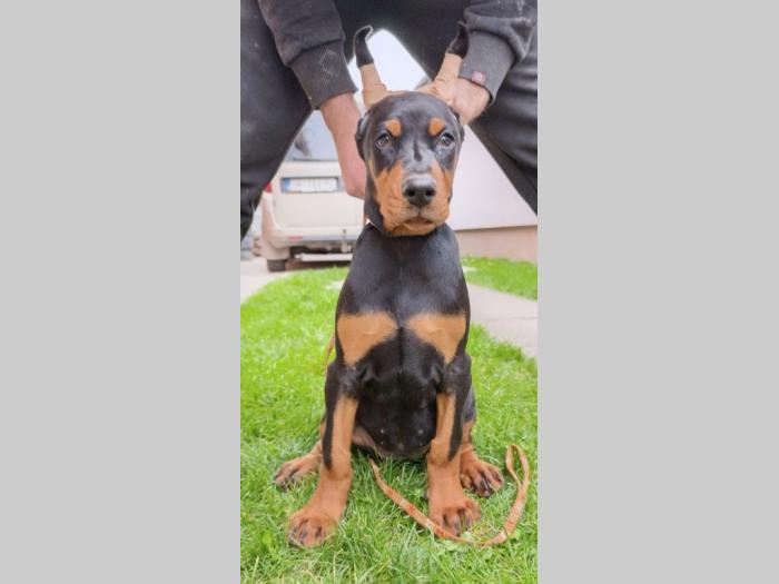 štenci dobermana besplatni mali oglasi