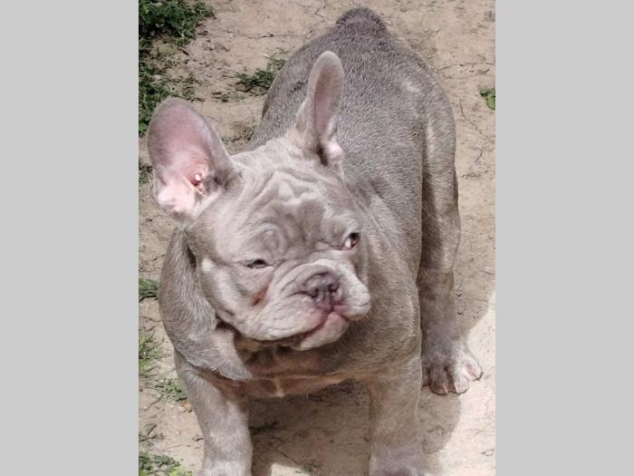 francuski buldog egzotični besplatni mali oglasi