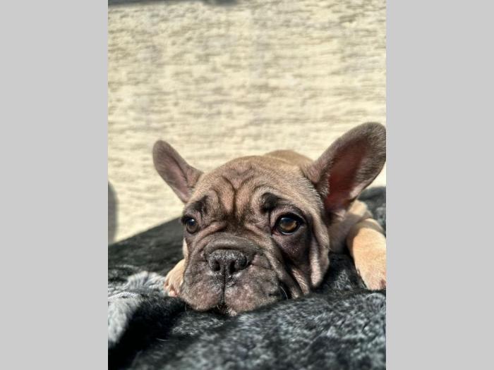francuski buldog egzotični besplatni mali oglasi
