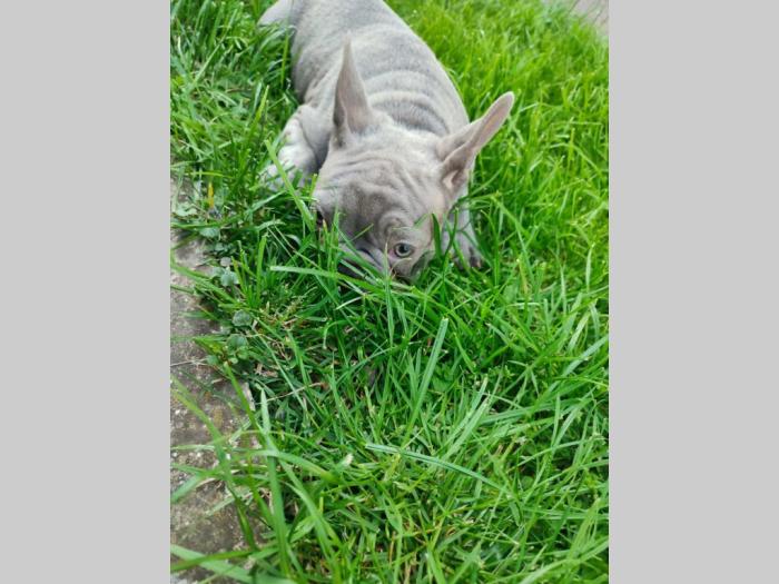 francuski buldog egzotični besplatni mali oglasi