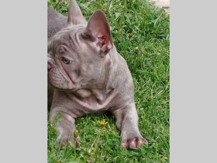 francuski buldog egzotični besplatni mali oglasi