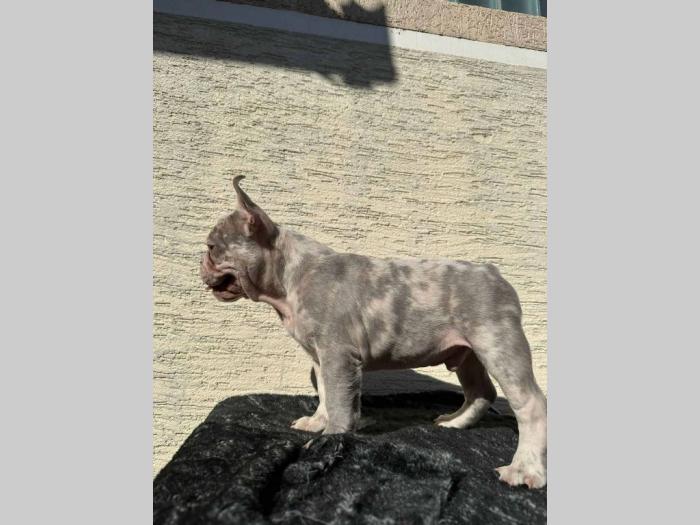 francuski buldog egzotični besplatni mali oglasi