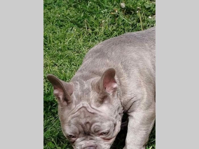 francuski buldog egzotični besplatni mali oglasi