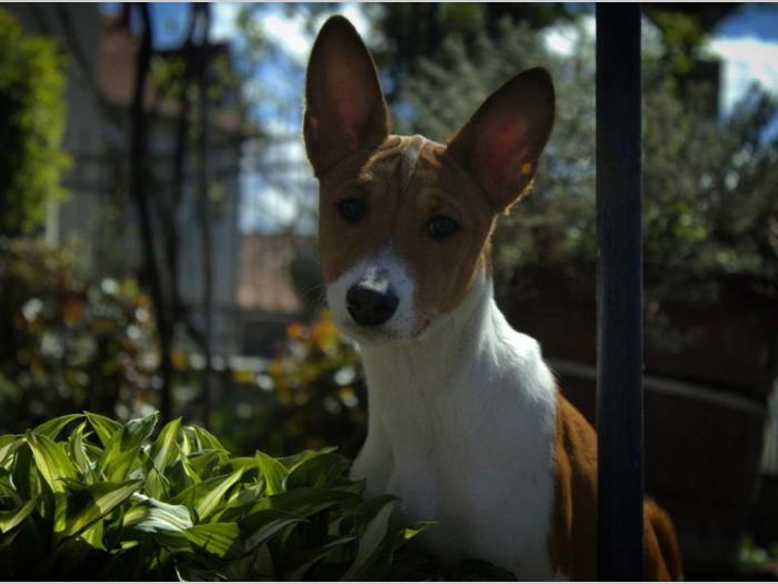 basenji štenci oštenjeni 12 11 2023 godinedostupne dve ženke besplatni mali oglasi