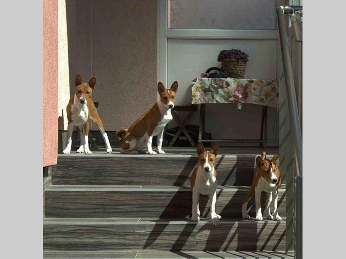 basenji štenci oštenjeni 12 11 2023 godinedostupne dve ženke besplatni mali oglasi