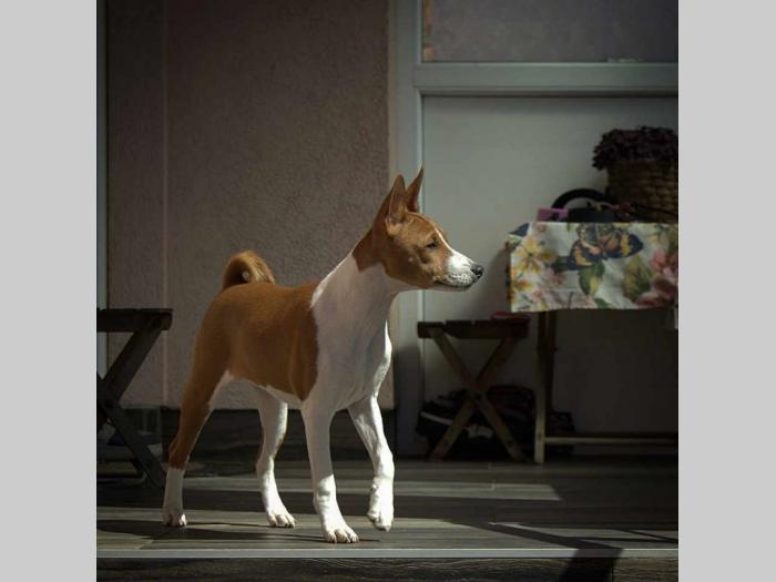 basenji štenci oštenjeni 12 11 2023 godinedostupne dve ženke besplatni mali oglasi