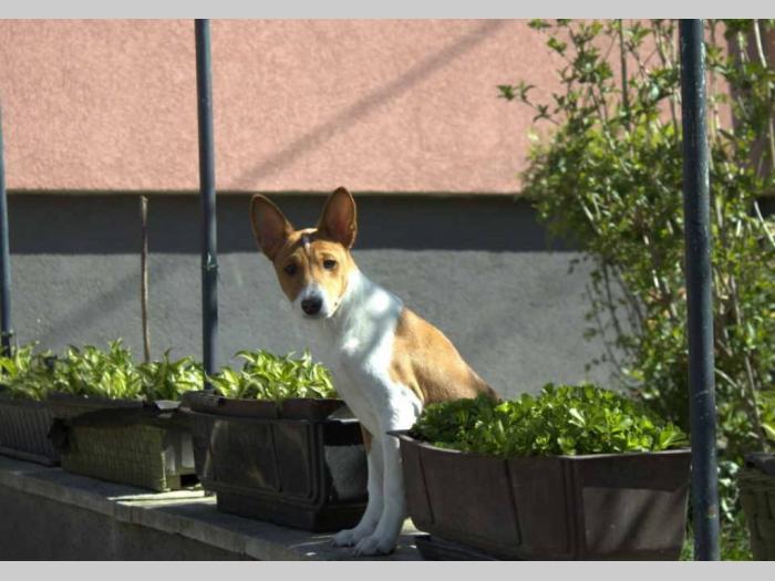basenji štenci oštenjeni 12 11 2023 godinedostupne dve ženke besplatni mali oglasi