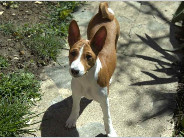 basenji štenci oštenjeni 12 11 2023 godinedostupne dve ženke besplatni mali oglasi