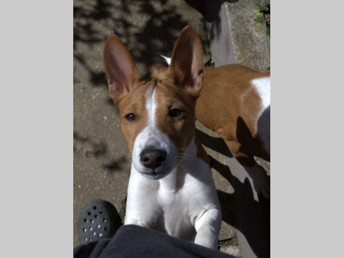basenji štenci oštenjeni 12 11 2023 godinedostupne dve ženke besplatni mali oglasi