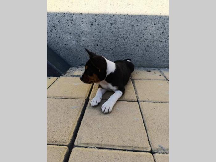 basenji štenci besplatni mali oglasi