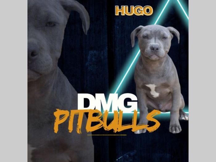 pit bul terijer štenci besplatni mali oglasi