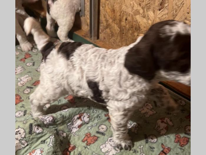 lagotto romagnolo prelepi štenci besplatni mali oglasi