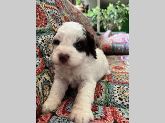 lagotto romagnolo prelepi štenci besplatni mali oglasi