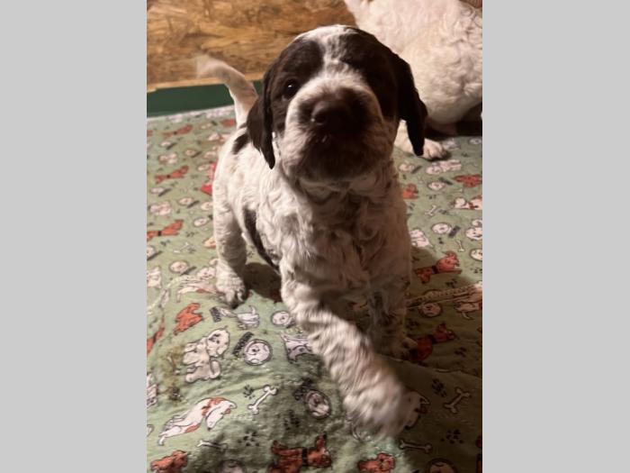 lagotto romagnolo prelepi štenci besplatni mali oglasi
