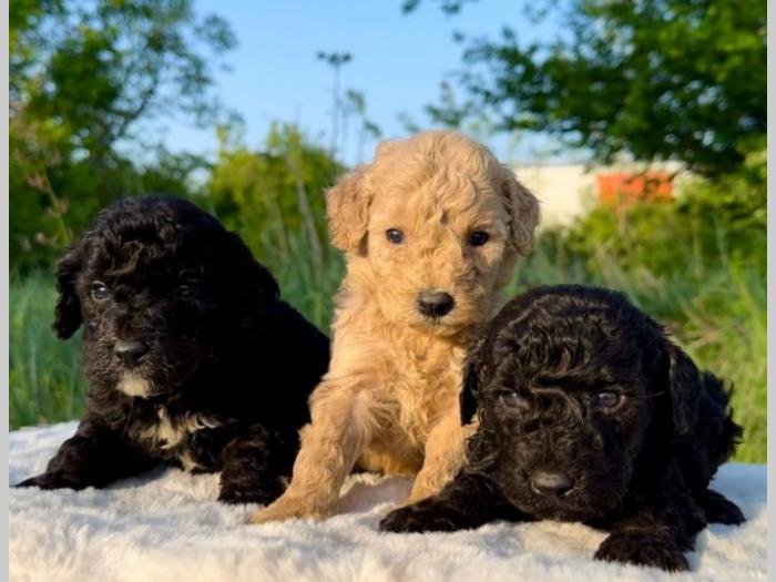 labradoodle labradudl (labrador pudla) besplatni mali oglasi