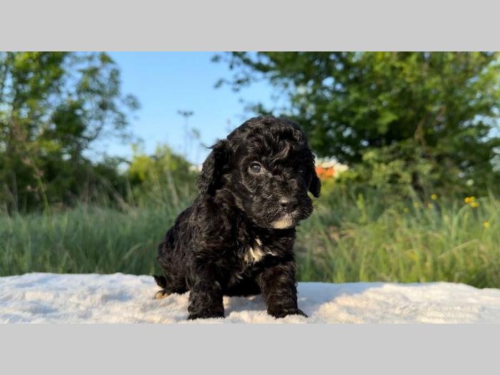labradoodle labradudl (labrador pudla) besplatni mali oglasi