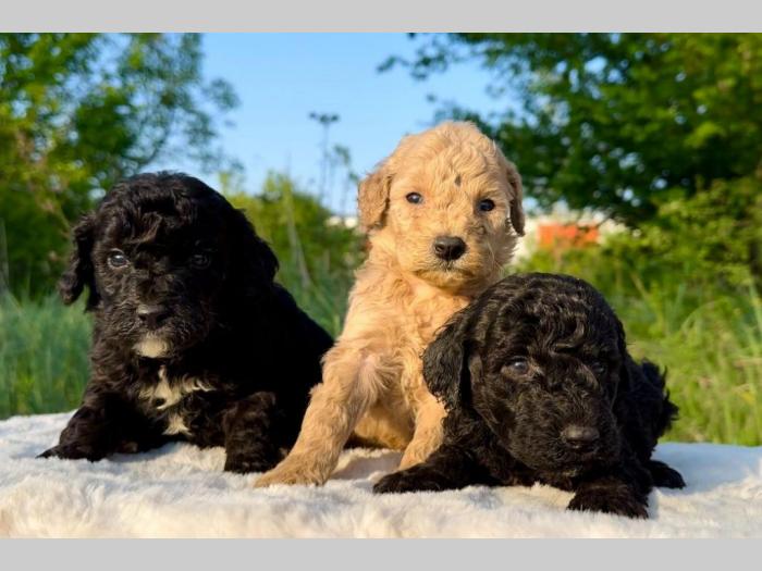 labradoodle labradudl (labrador pudla) besplatni mali oglasi