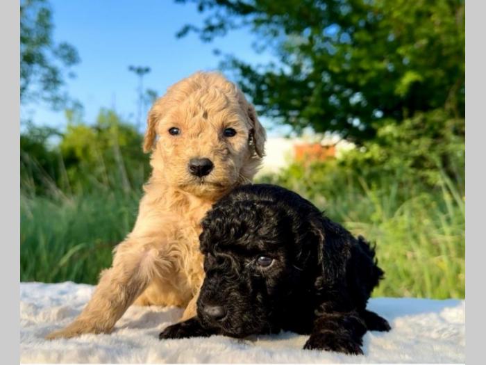 labradoodle labradudl (labrador pudla) besplatni mali oglasi