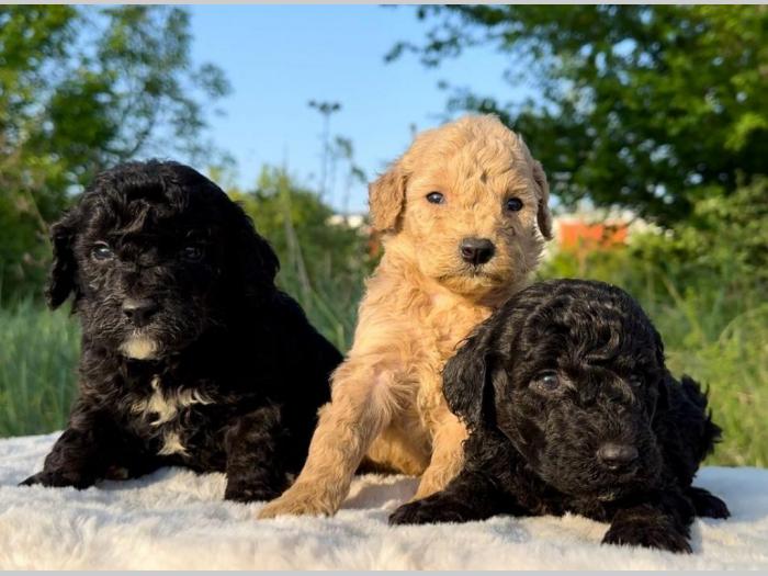 labradoodle labradudl (labrador pudla) besplatni mali oglasi