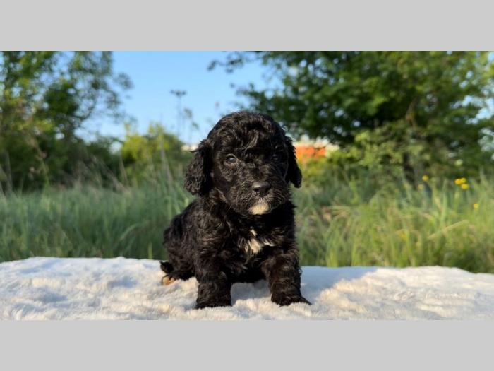 labradoodle labradudl (labrador pudla) besplatni mali oglasi