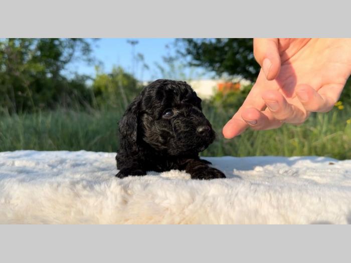 labradoodle labradudl (labrador pudla) besplatni mali oglasi