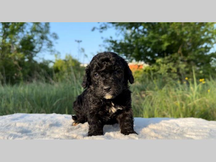 labradoodle labradudl (labrador pudla) besplatni mali oglasi
