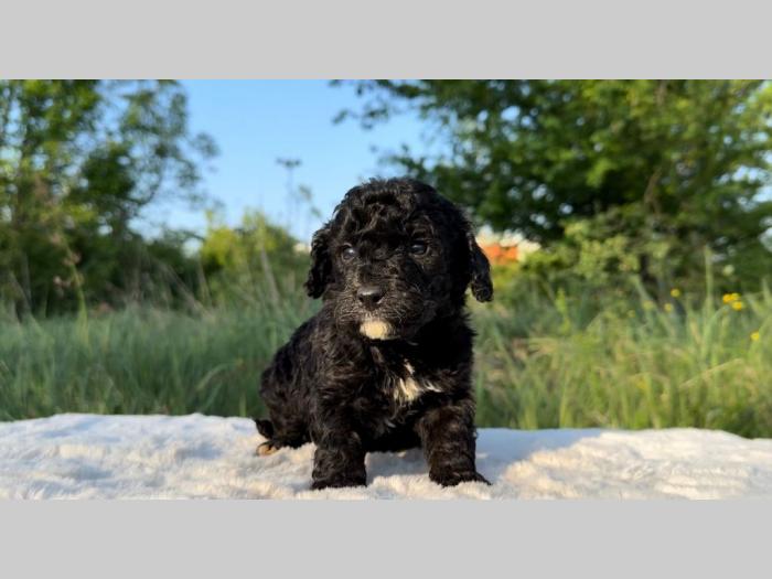 labradoodle labradudl (labrador pudla) besplatni mali oglasi