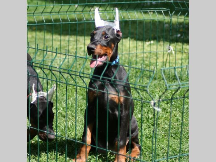 na prodaju štenci dobermana šampionskog porekla besplatni mali oglasi