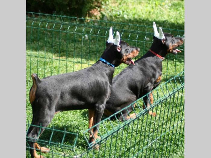 na prodaju štenci dobermana šampionskog porekla besplatni mali oglasi