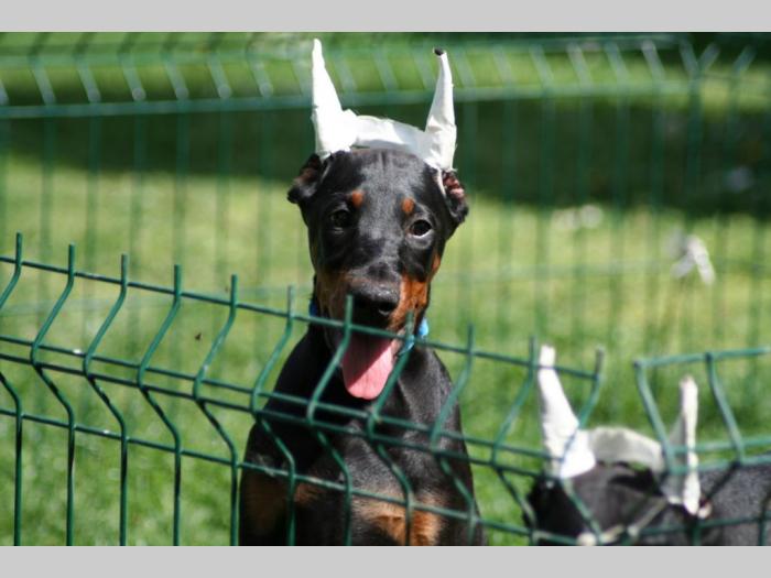 na prodaju štenci dobermana šampionskog porekla besplatni mali oglasi