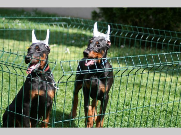 na prodaju štenci dobermana šampionskog porekla besplatni mali oglasi