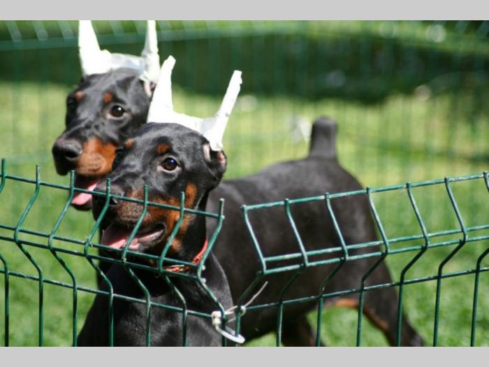 na prodaju štenci dobermana šampionskog porekla besplatni mali oglasi
