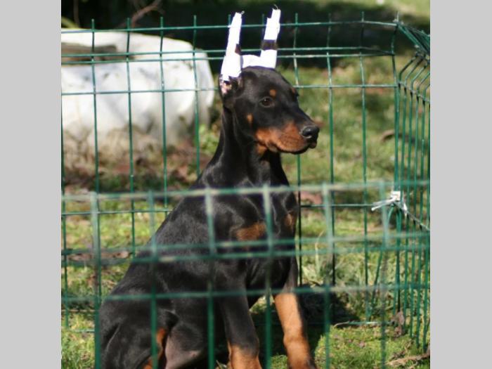 na prodaju štenci dobermana šampionskog porekla besplatni mali oglasi