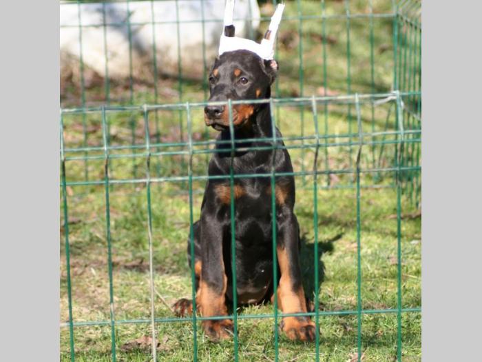 na prodaju štenci dobermana šampionskog porekla besplatni mali oglasi