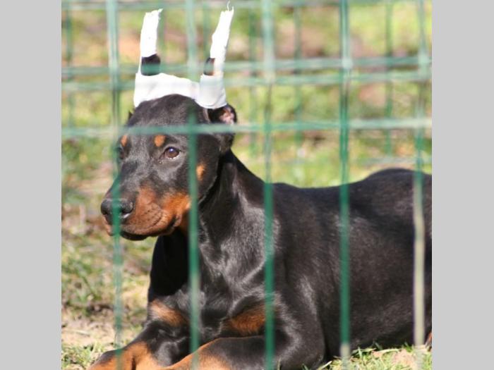 na prodaju štenci dobermana šampionskog porekla besplatni mali oglasi