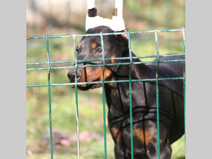 na prodaju štenci dobermana šampionskog porekla besplatni mali oglasi