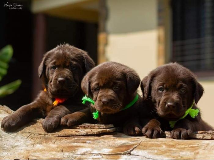 labrador retriver štenci besplatni mali oglasi