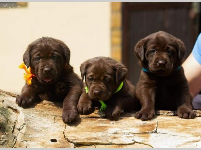 labrador retriver štenci besplatni mali oglasi