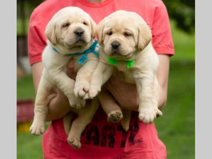 labrador retriver štenci besplatni mali oglasi