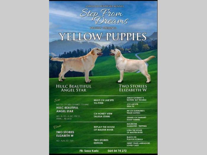 labrador retriver vrhunski štenci besplatni mali oglasi