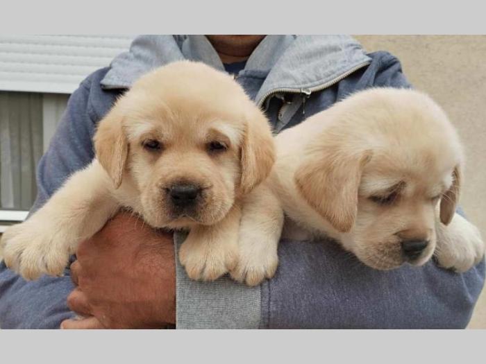 labrador retriver vrhunski štenci besplatni mali oglasi