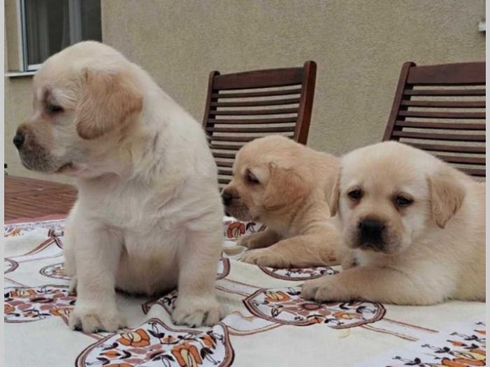 labrador retriver vrhunski štenci besplatni mali oglasi