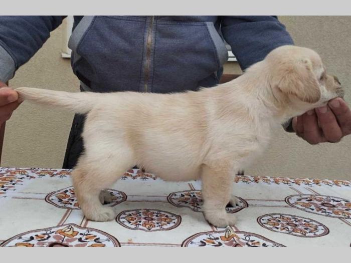 labrador retriver vrhunski štenci besplatni mali oglasi