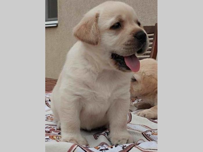 labrador retriver vrhunski štenci besplatni mali oglasi