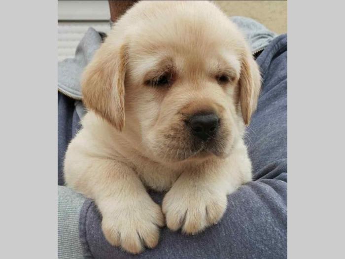 labrador retriver vrhunski štenci besplatni mali oglasi