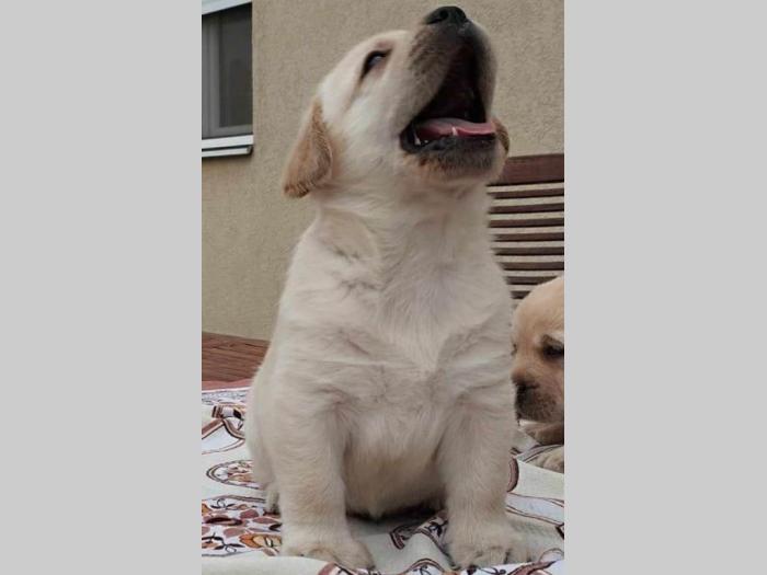 labrador retriver vrhunski štenci besplatni mali oglasi