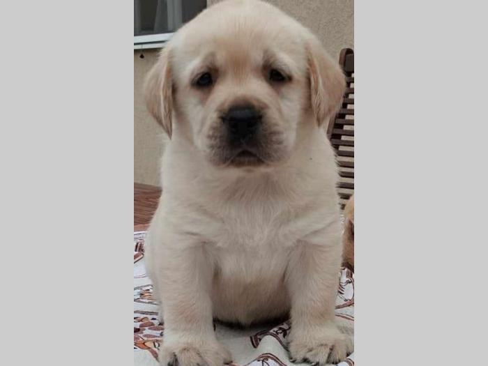 labrador retriver vrhunski štenci besplatni mali oglasi
